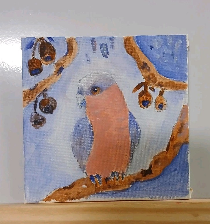 A PINK GALAH.