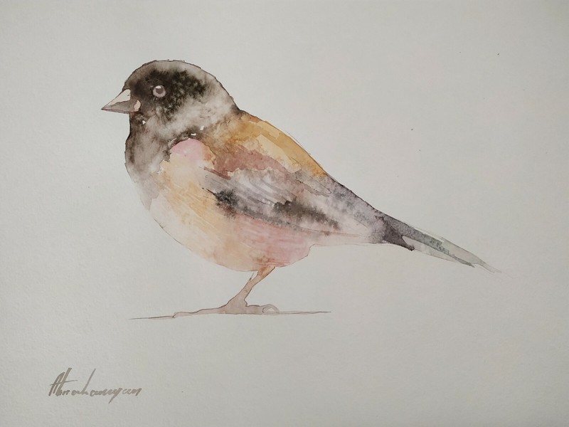 Dark-eyed Junco, Birds, Watercolor artwork, Handmade, Original painting on paper