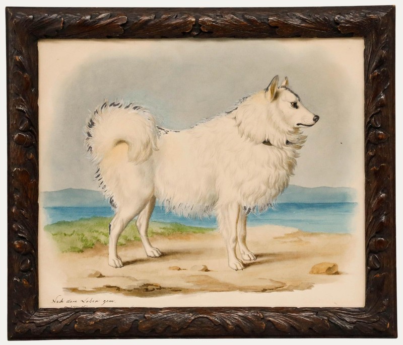 Theodor Franz Zimmermann (1808-1880) – 19th Century Watercolour, Samoyed