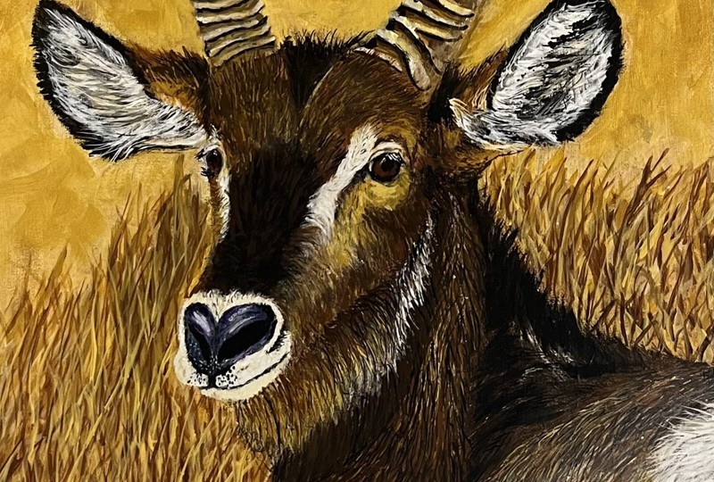 Antelope, Waterbuck, , buffalo, deer, Elk, Gazelle, African, gallery