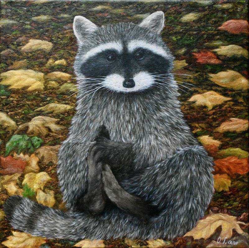 Original Oil Painting on Canvas 12×12″ – Raccoon – Artwork