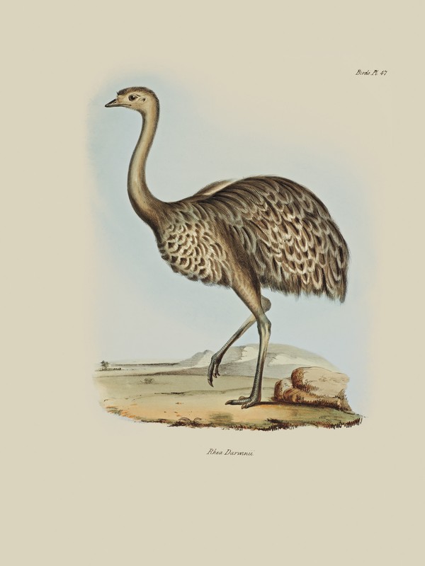 John Gould Native Birds print emu painting Vintage Old Australia art