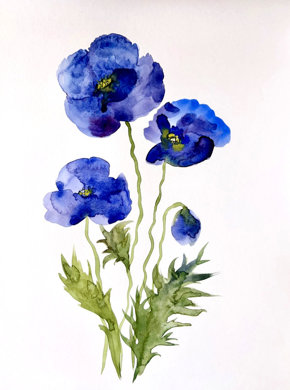 Blue Poppy Flower Original Watercolor Painting Floral Art