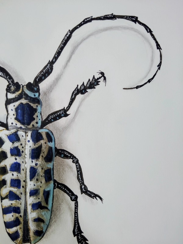 Original Art Acrylic Painting Beetle Animal Insect Bug Size 9 x 12 inches