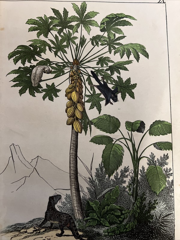 Monkey Parrot Palm Trees Asia Antique Lithograph 1838 Hand Colored Cobra Wate…