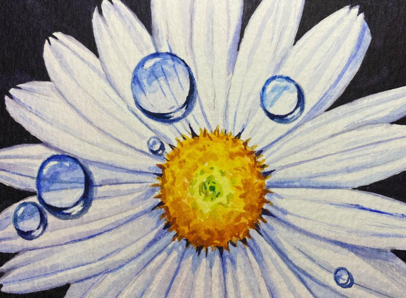 Watercolor Painting White Flower Water Drops Chamomile Daisy ACEO Art No.265