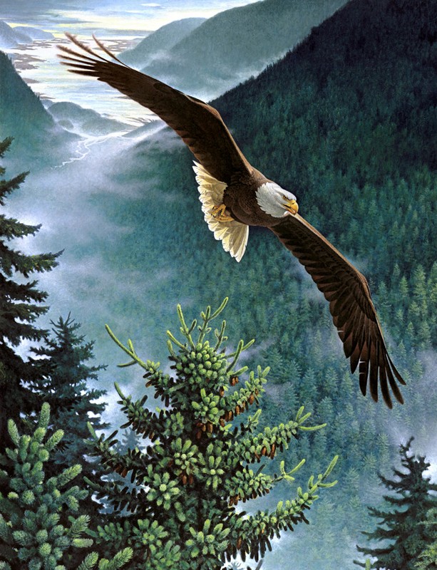 Wall American bald eagle flying Oil painting Giclee Art printed on canvas L3209