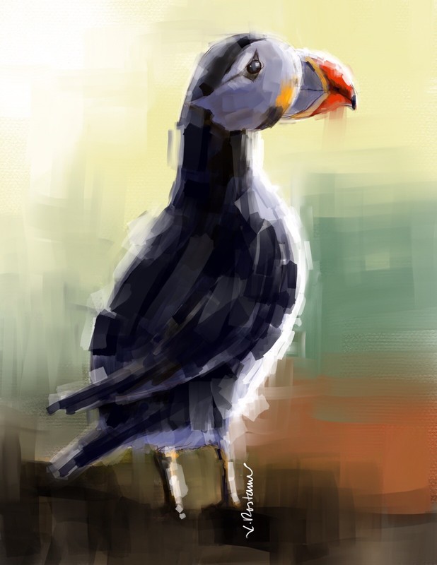 A710-Digital Painting, «Atlantic Puffin»,Gift Bird birthday-Image File Available