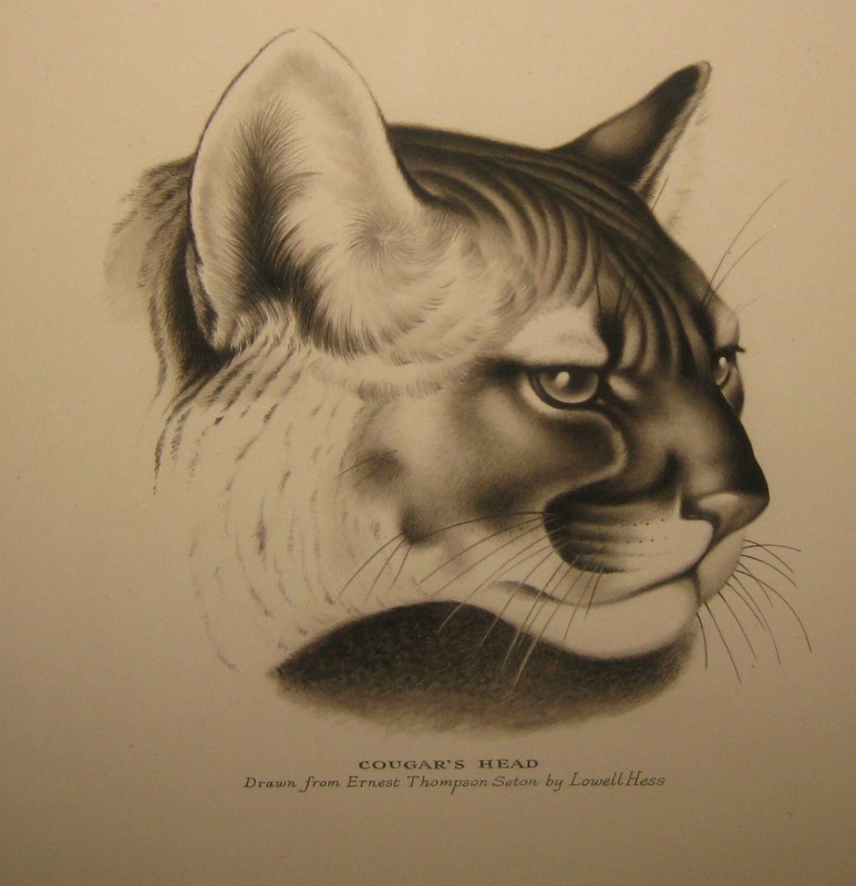 Original LOWELL HESS ‘Cougar Head’ Drawn from ERNEST THOMPSON SETON Illustration
