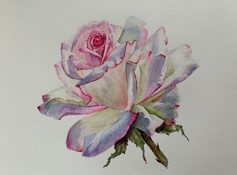 HYPERREALISM Flowers VINTAGE PINK Rose Original Artwork Painting Floral Gift A4