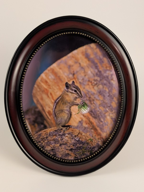 Oval Framed Chipmunk Photograph – Rustic Woodland Animal Wall Art 33×27 cm⬅️🔥