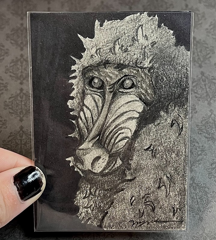 ACEO Original Art Cards Pencil Primates Baboon Profile Monkey NovaGale 2.5 x 3.5