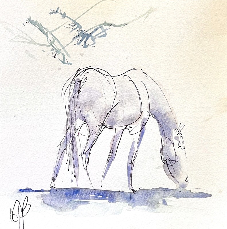 Dappled grey horse in the shade of an oak tree.