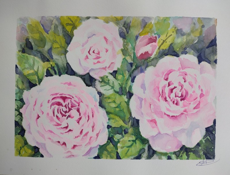 Pink Roses Watercolor. Original Signed.