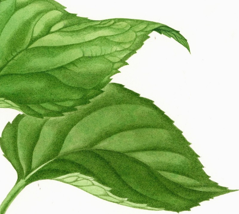 Kristen Rosenberg (UK,1933-?) watercolor painting 141122 gallery