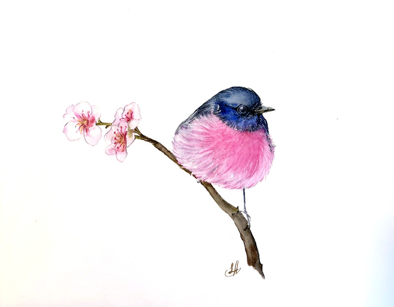 Pink Robin Bird Original Watercolor Painting