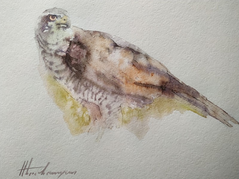Hawk, Birds, Watercolor artwork, Handmade, Original painting on paper