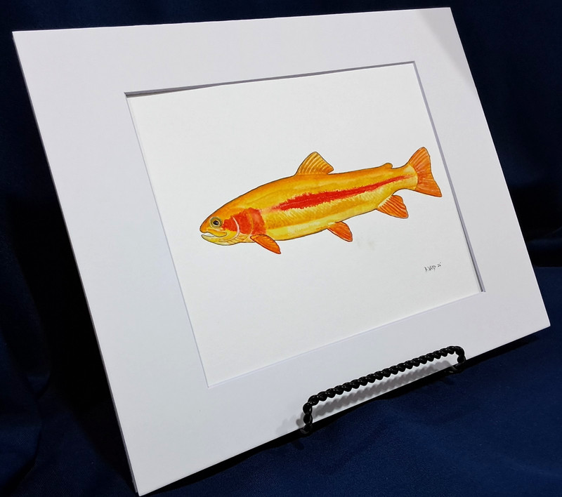 Golden Rainbow Trout Original watercolor 8"x10" in 11"x14" acid free Matt gallery