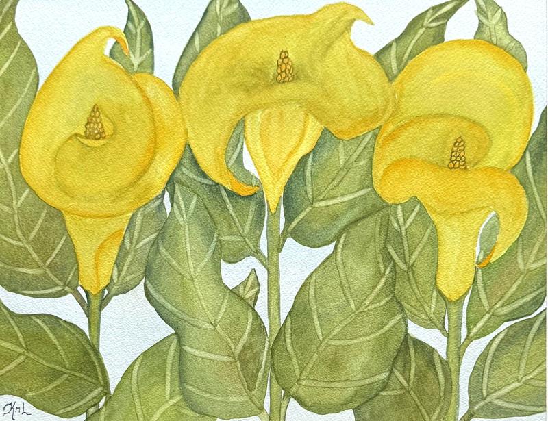 PAINTING WATERCOLOR ART CALLA LILY FLOWER YELLOW GREEN GOLD 11×14 & MAT 16X20