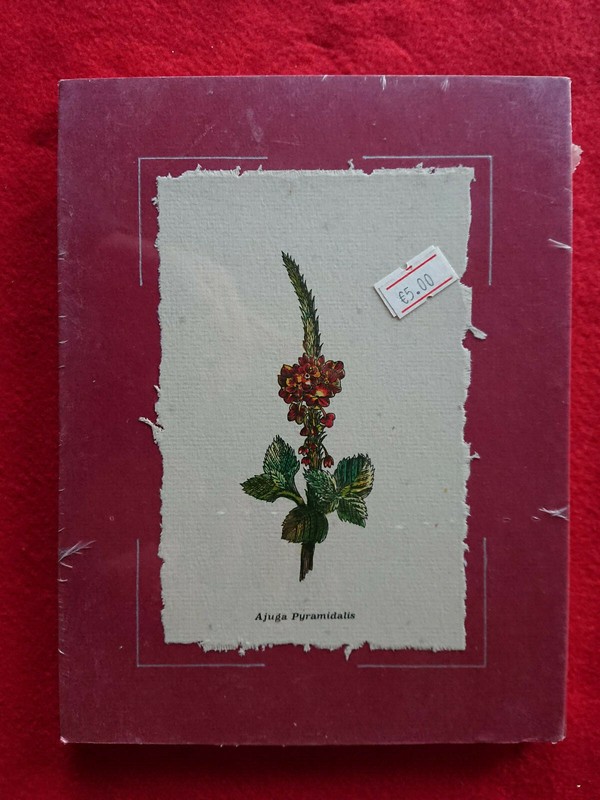 BOTANY AUTHOR PRINT PLANTS AND FLOWERS AJUGA PYRAMIDALIS PYRAMIDAL VAT