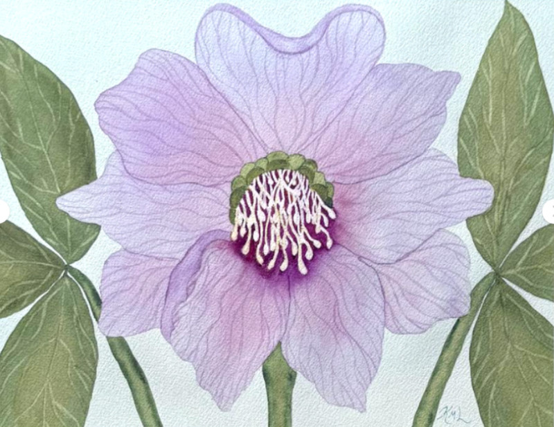 PAINTING WATERCOLOR FLOWER HELLEBORE LAVENDER PINK & DOUBLE WHITE MAT 16X20 ART
