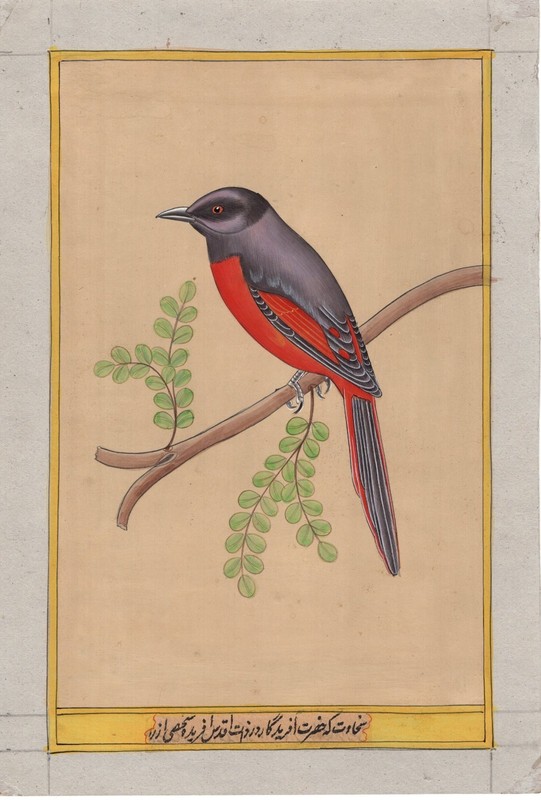 Long Tail Bird Art Handmade Watercolour Indian Tropical Nature Ethnic Painting gallery