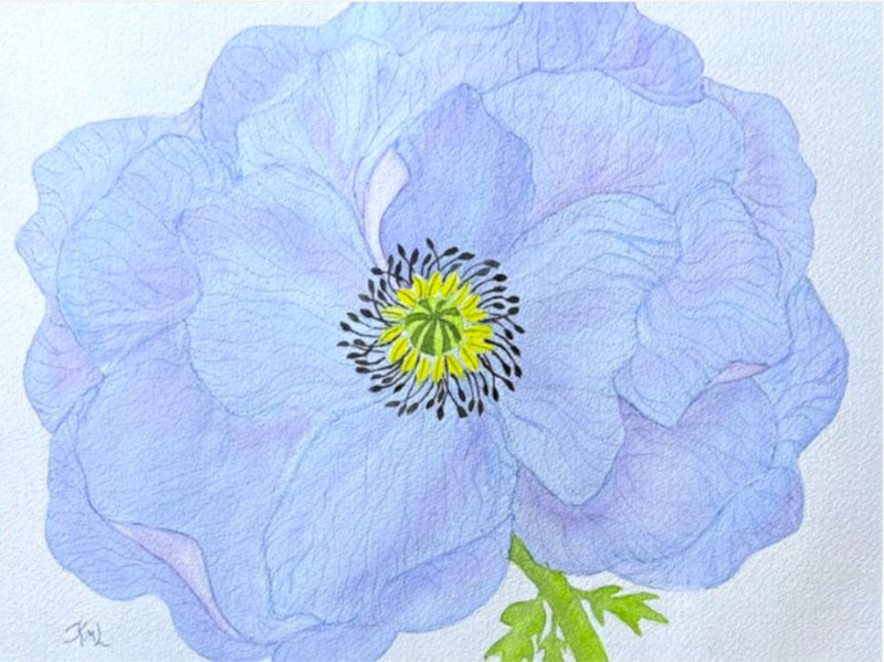 PAINTING WATERCOLOR 11X14 & MAT 16X20 FLOWER POPPY BLUE PURPLE LAVENDER ORIGINAL