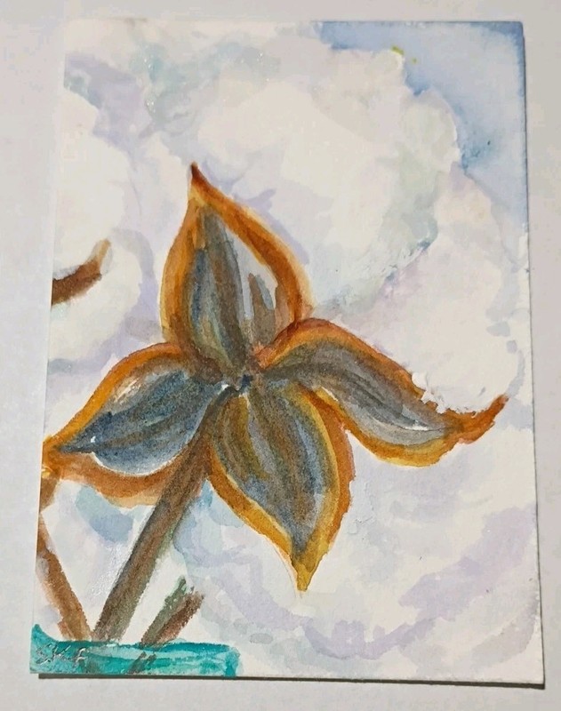 Original Cotton Bolls ACEO watercolor painting gallery
