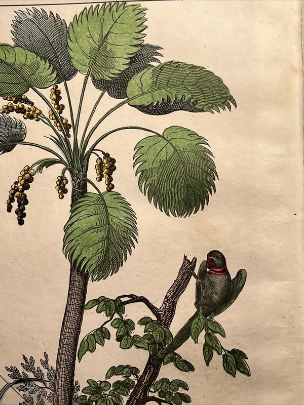 Monkey Parrot Palm Trees Asia Antique Lithograph 1838 Hand Colored Cobra Wate... gallery