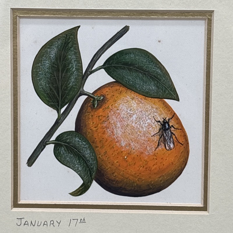 Bernard F Carter Original Watercolor Painting Orange Floral Birthday Book Jan 17 gallery