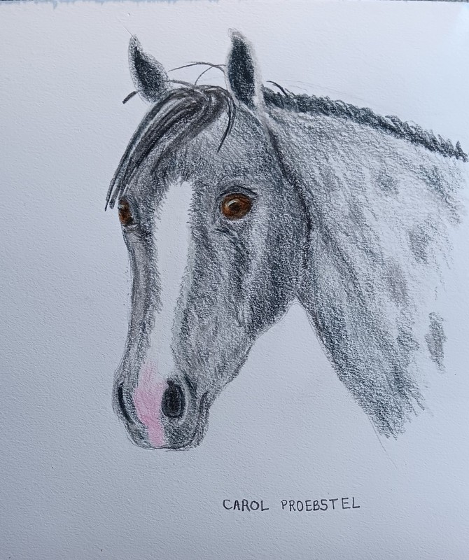 original drawing colored pencil wildlife mustang appaloosa Carol Proebstel