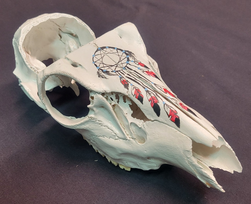 Hand Painted Blacktail Deer Skull – Southwestern Theme.