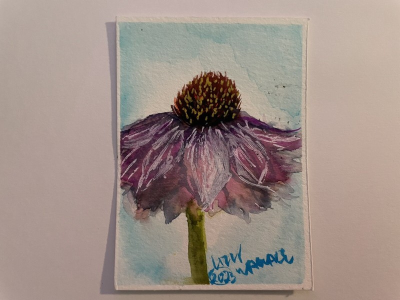 ACEO Collectible Original Watercolor Painting Purple Cone Flower 2.5 x 3.5 Art