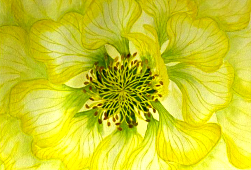 PAINTING WATERCOLOR 11X14 AND WHITE MAT 16X20 FLOWER PEONY YELLOW GREEN ORIGINAL