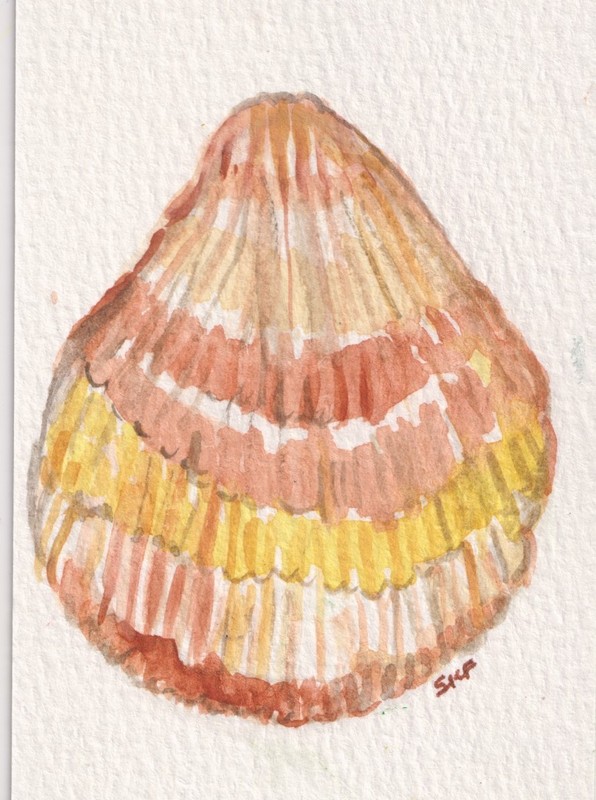 Original ACEO Shell Watercolor Painting – Mini Ocean Art By Sharon Foster