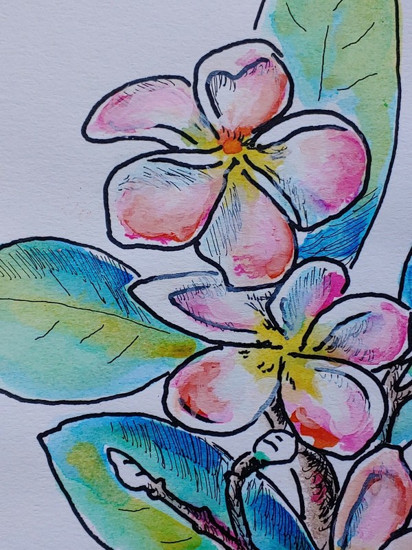 Plumeria Scripture Original Line & Wash Watercolor RAMfish Artist 8" x 5 1/2" gallery