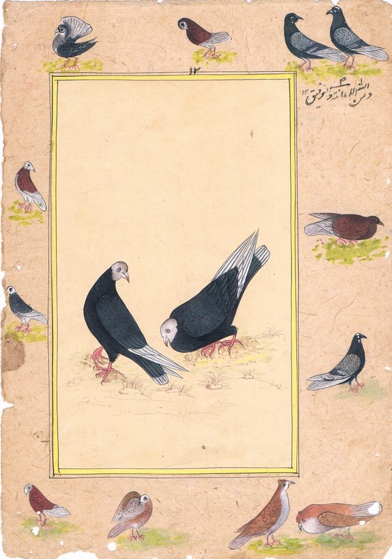 Handmade Miniature Painting Mughal Style Pigeon Beautiful Bird 6×9 Inches