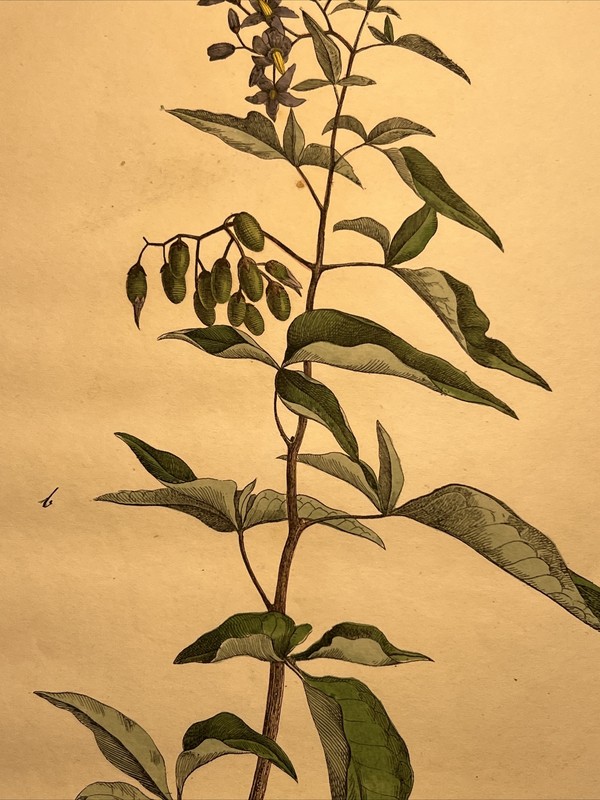 Bittersweet Nightshade Solanum dulcamara Antique Lithograph 1838 Hand Coloured gallery