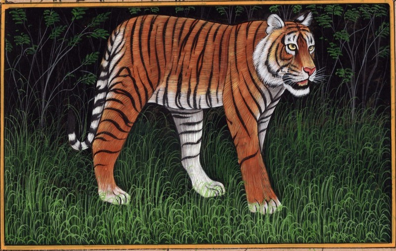 India Tiger Art Handmade Watercolor Miniature Wild Cat Animal Paper Painting
