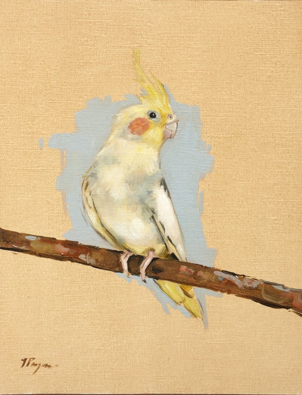 Wildlife art – original oil painting – cockatiel / corella parrot bird portrait