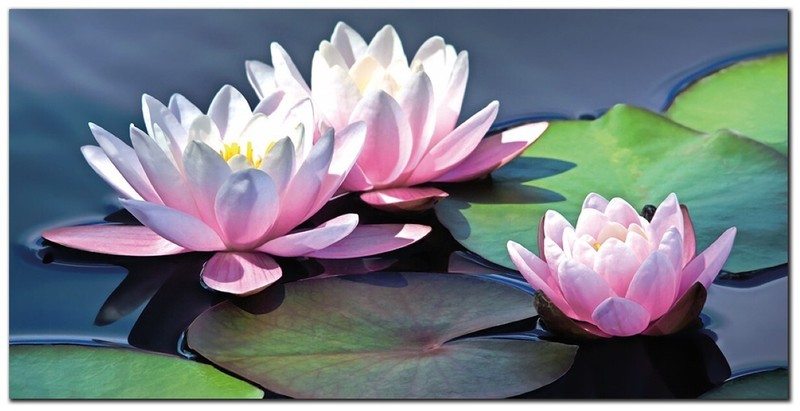 Water Lilies 14 by Ken Bremer Gallery-Wrapped Canvas Giclee Art (12 in x 24 in)