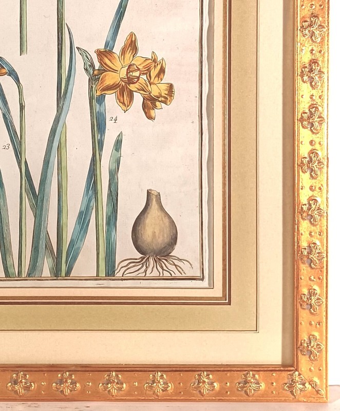 ANTIQUE HAND COLORED MARIA SIBYLLS MERIAN (1647-1717) GERMAN BOTANICAL BOOKPLATE gallery