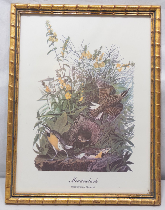 Vintage 1979 Audubon Print Meadowlark Birds of America Gold Faux Bamboo 10 x 13