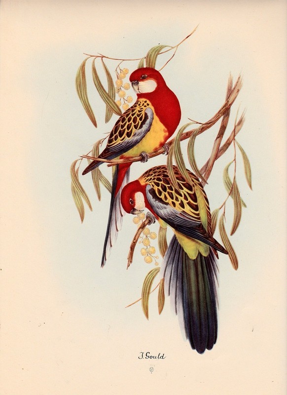 John Gould Native Animals Birds print tree parrot painting Vintage art Australia