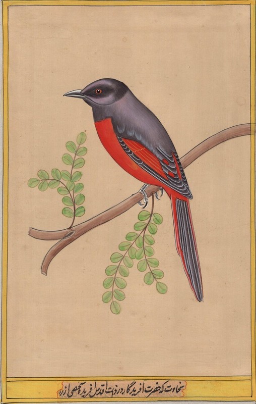 Long Tail Bird Art Handmade Watercolour Indian Tropical Nature Ethnic Painting