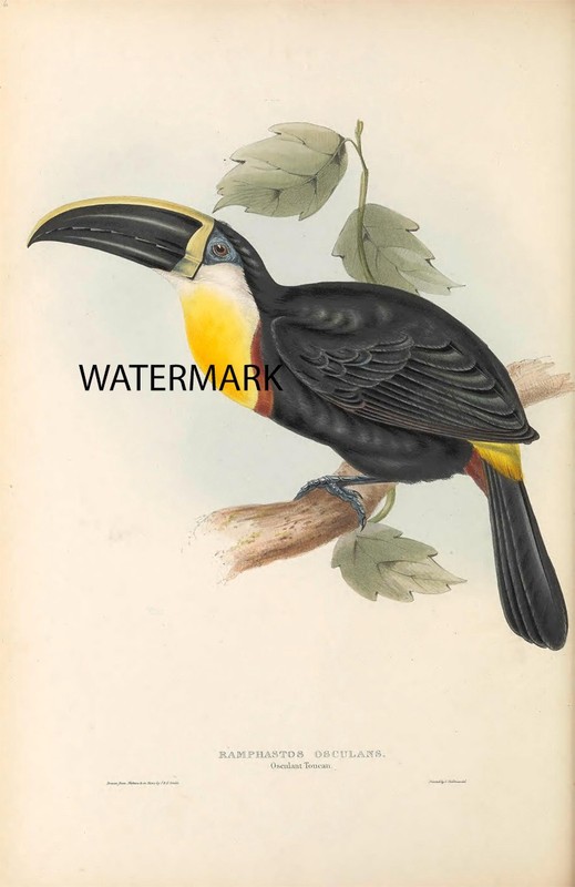 Pl-5 1834 John Gould & Lear Ramphastos Osculans Occulant Toucan 17×22