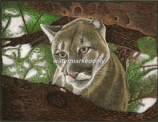 Cougar on a Tree Measuring a Meal! -Reg Board 8.5″x11″ Scratch Signed