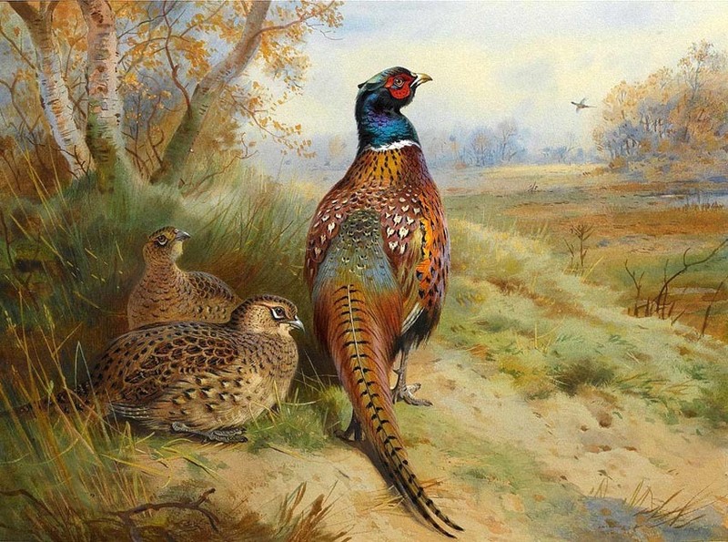 Oil painting Archibald Thorburn nice birds in autumn landscape canvas