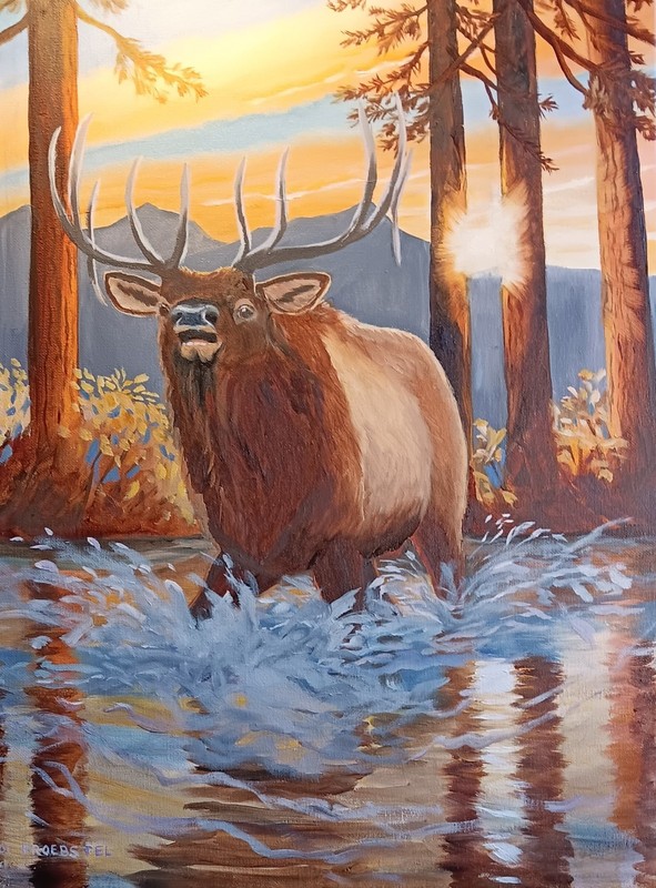 original oil painting wildlife bull elk charging sunrise rut Carol Proebstel