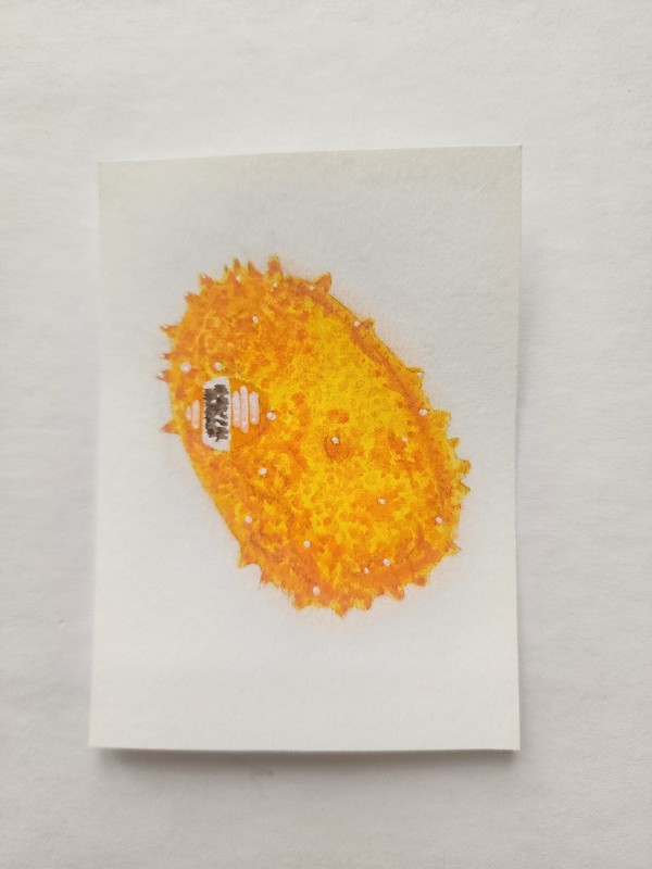 ACEO Original Abstract Acrylic Painting of a Kiwano Horn Melon Fruit by Kiva